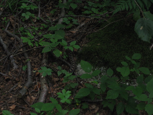 Aspis mattiniera